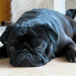 A mi perro le suenan las tripas