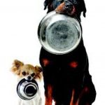 Alimentacion de los perros