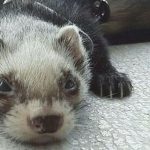 Animales para tener en casa