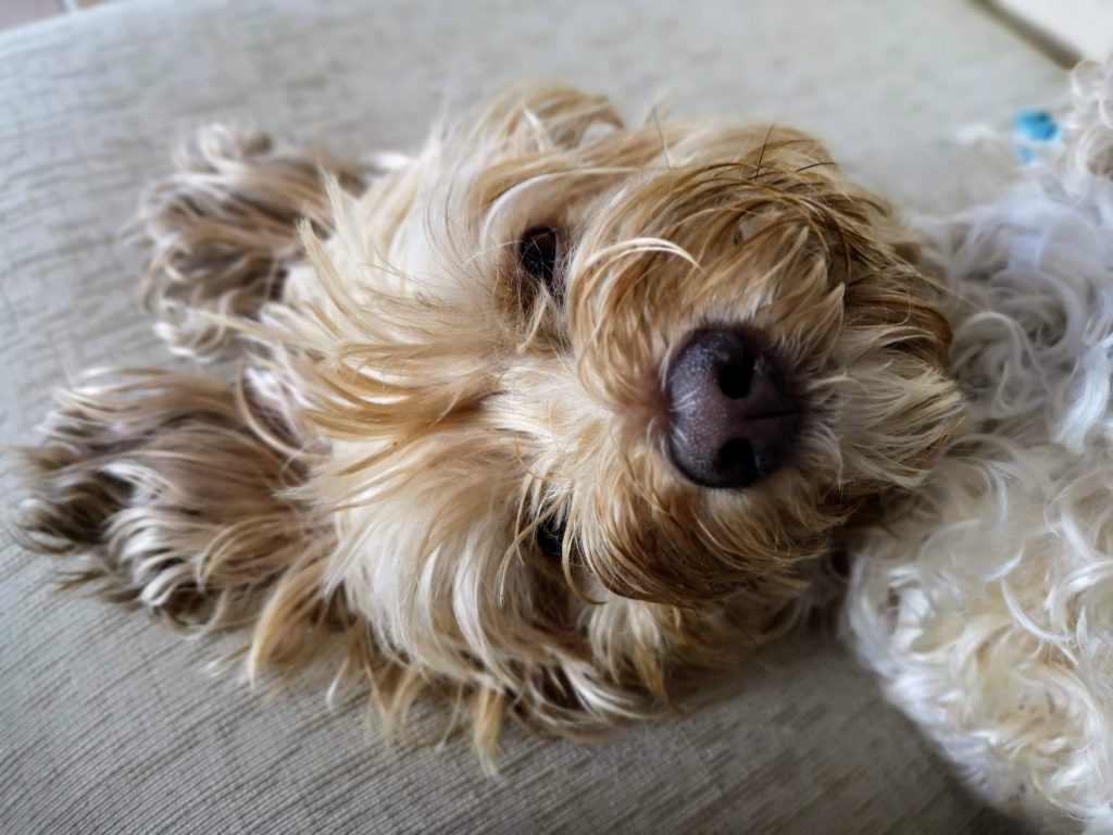 Betadine jabonoso para perros