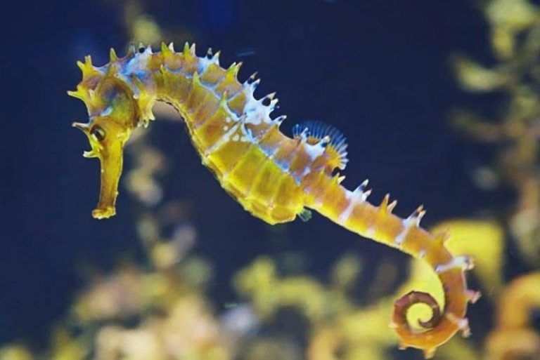 Caballito de mar hermafrodita