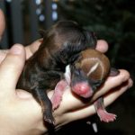 Cachorro recien nacido llora mucho