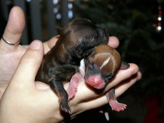 Cachorro recien nacido llora mucho