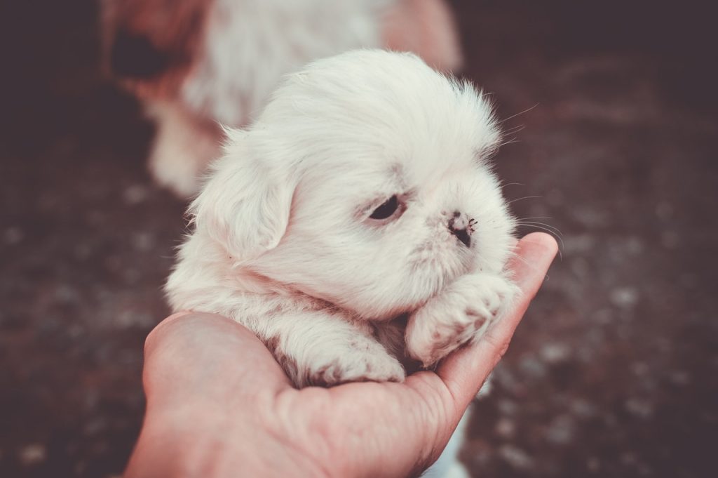 Como adiestrar a un cachorro de 2 meses