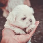 Como adiestrar a un cachorro de 2 meses
