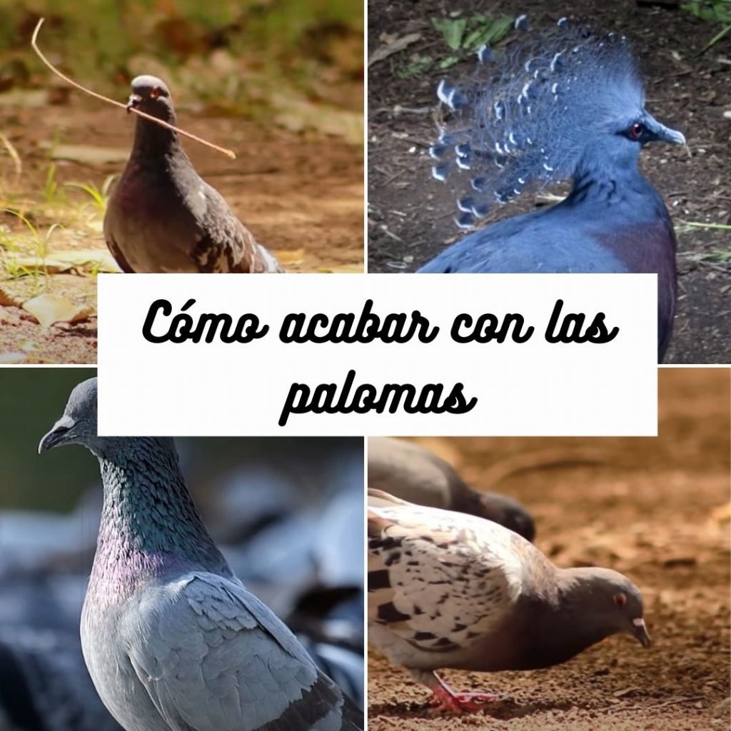 Como ahuyentar palomas de un edificio