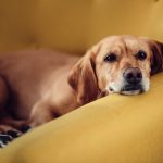 Como hacer callar a un perro
