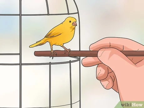 Como recuperar el canto de un canario