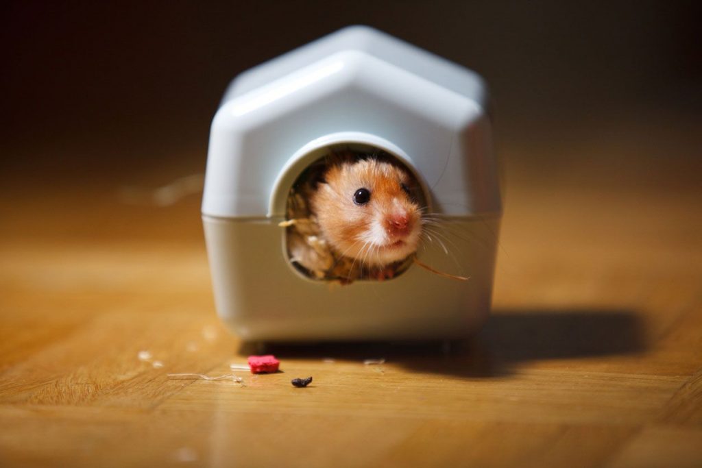 Como saber si tu hamster te quiere