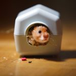 Como saber si tu hamster te quiere