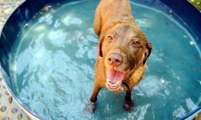 Como traer tu mascota a españa