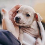 Cuando dejan de crecer los perros