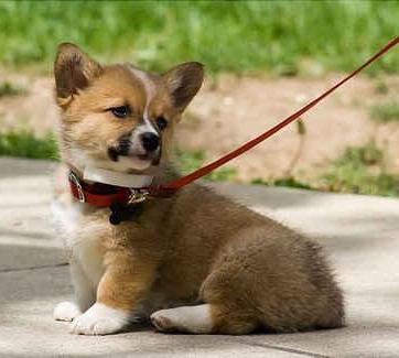 Cuando sacar un cachorro a la calle