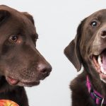 Cuando un perro deja de ser cachorro