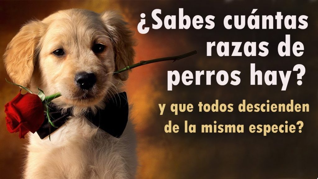 Cuantas razas de perros hay en el mundo