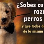 Cuantas razas de perros hay en el mundo