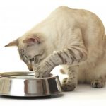 Cuantos dias puede estar un gato sin defecar