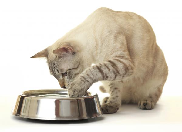 Cuantos dias puede estar un gato sin defecar