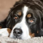 Desparasitacion interna perros cada cuanto tiempo