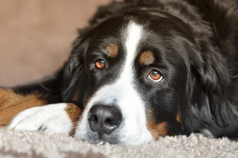 Desparasitacion interna perros cada cuanto tiempo