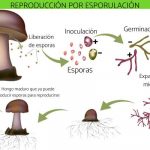 Ejemplos de reproduccion asexual
