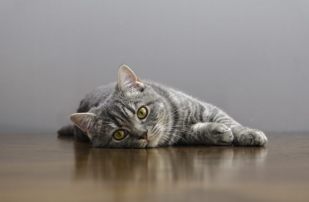 El celo de los gatos