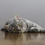El celo de los gatos