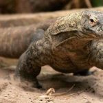 El dragon de komodo