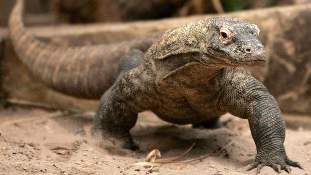 El dragon de komodo