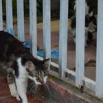 Gatos callejeros en mi jardin