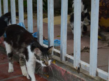 Gatos callejeros en mi jardin