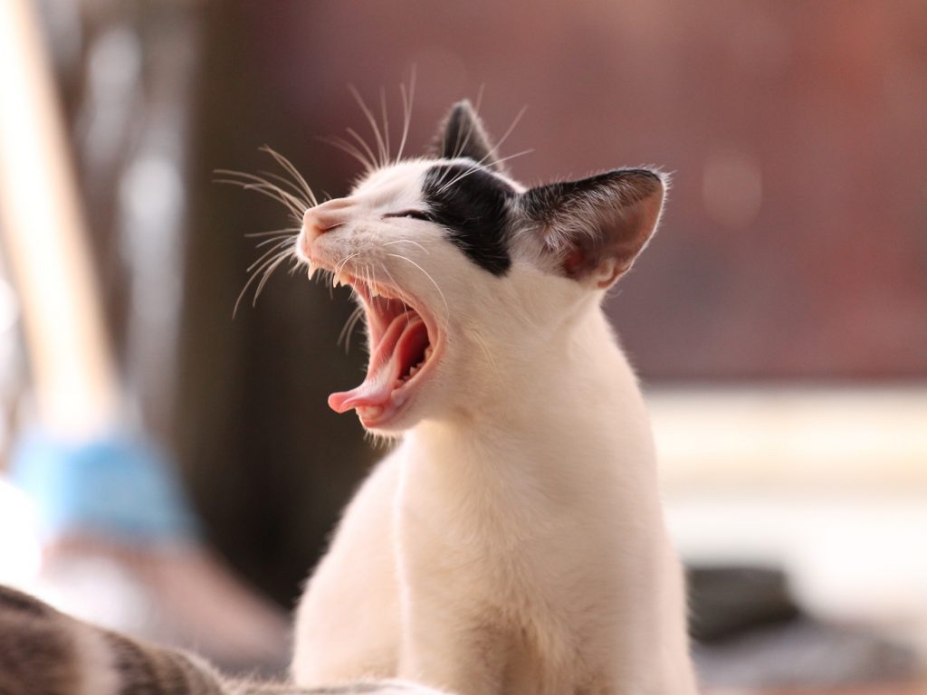 Gatos dientes de leche
