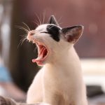 Gatos dientes de leche