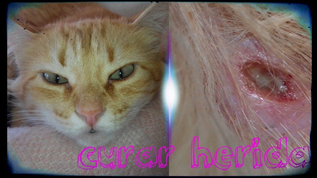 Heridas en gatos que no cicatrizan
