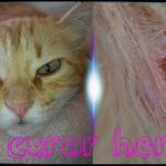 Heridas en gatos que no cicatrizan