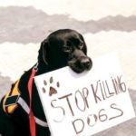 Intoxicacion en perros sintomas