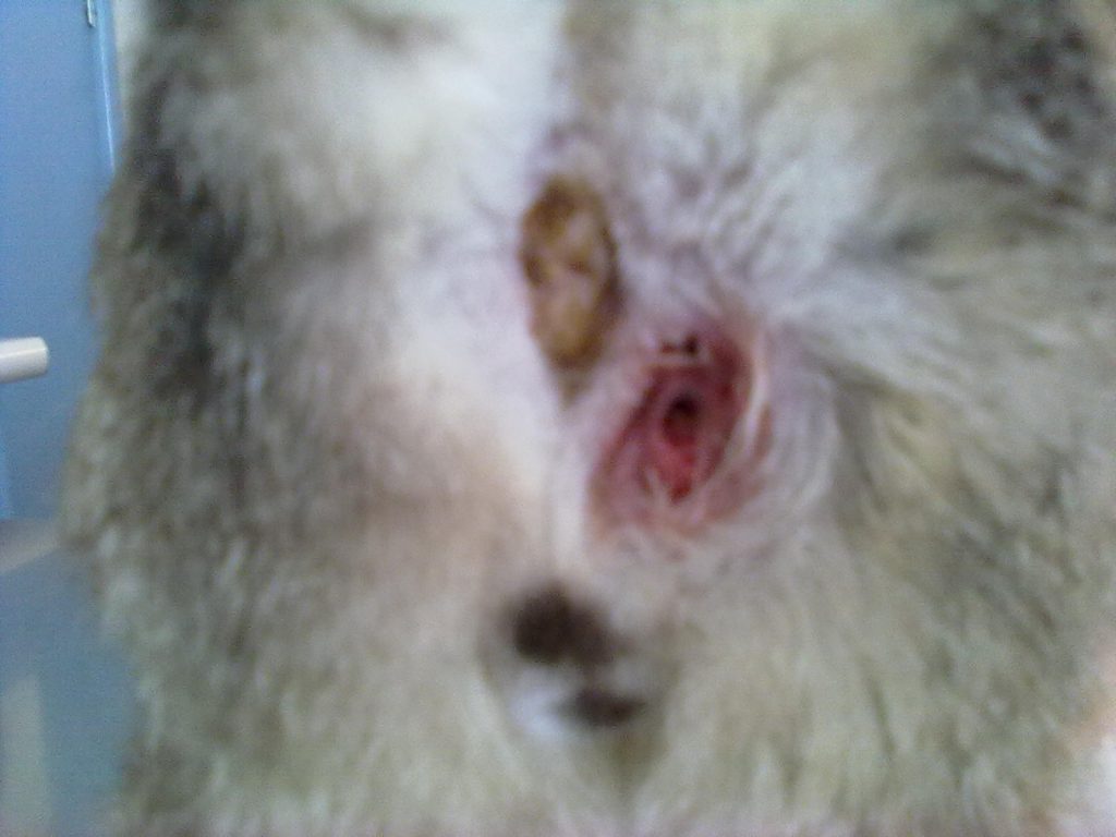 Limpiar glandulas anales perro
