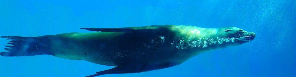 Mamíferos marinos especies representativas