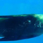 Mamíferos marinos especies representativas