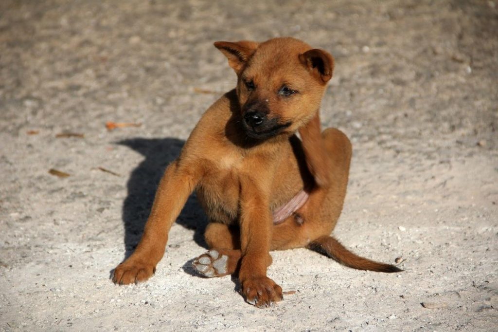Manchas en la tripa de los perros