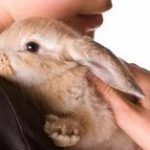 Mi conejo me lame