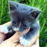 Mi gatito tiene diarrea