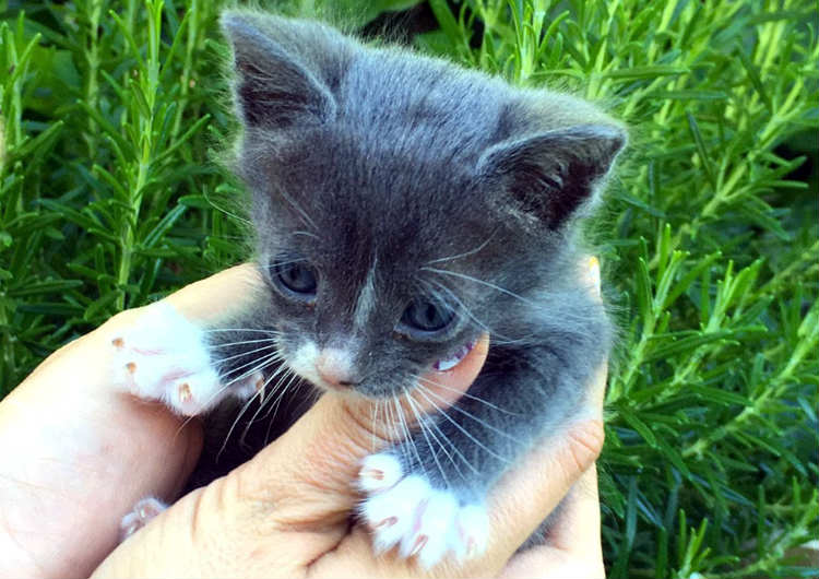 Mi gatito tiene diarrea