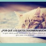 Mi gato duerme mucho