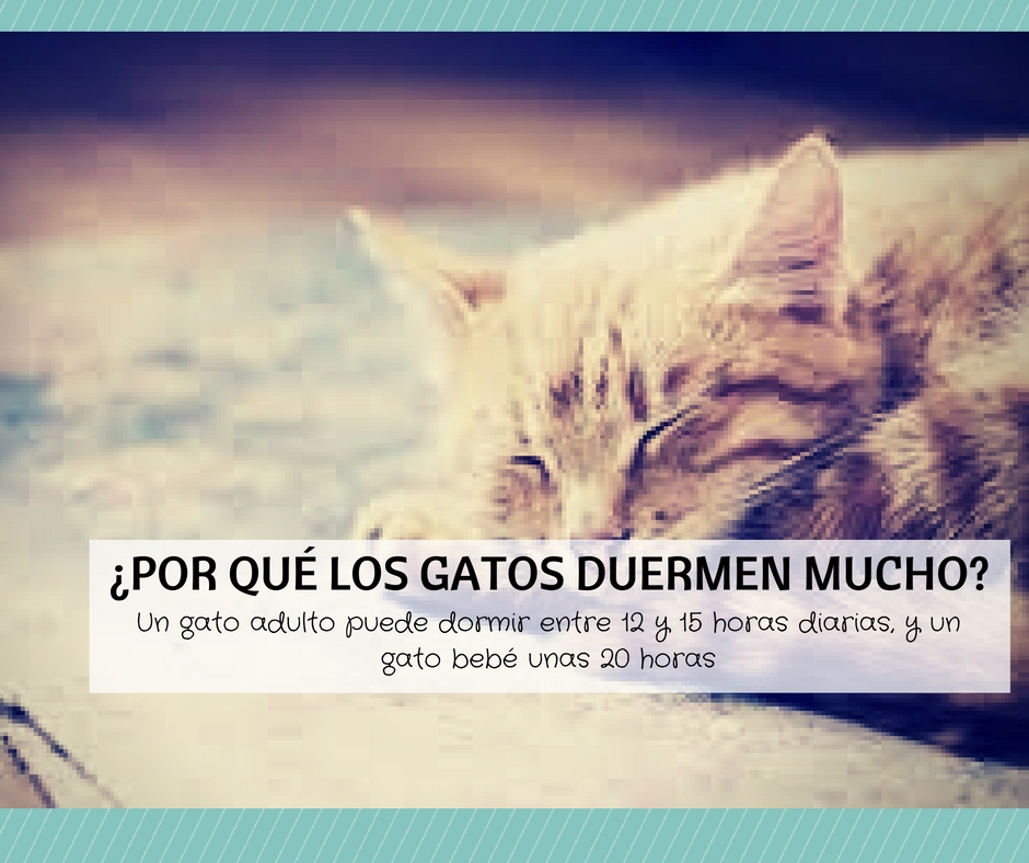 Mi gato duerme mucho