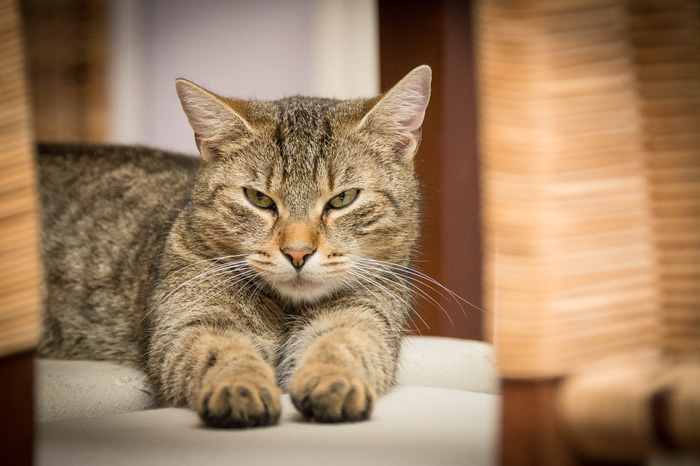 Nombre de gato macho