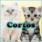 Nombres para gatas cortos