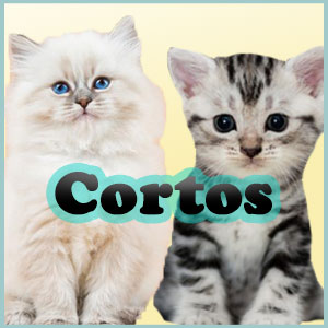 Nombres para gatas cortos
