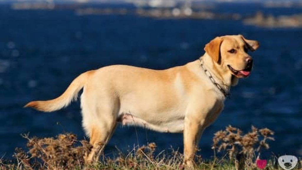 Nombres para perros labradores