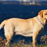 Nombres para perros labradores